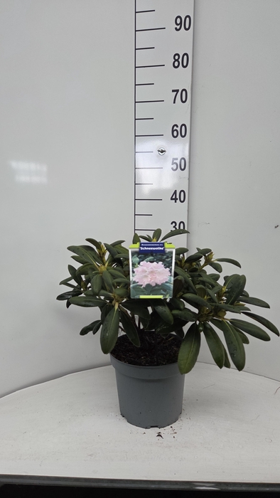 <h4>Rhododendron (Y) 'Schneewolke'</h4>