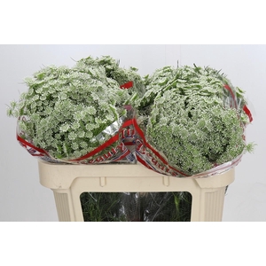 Ammi Visnaga Casablanca