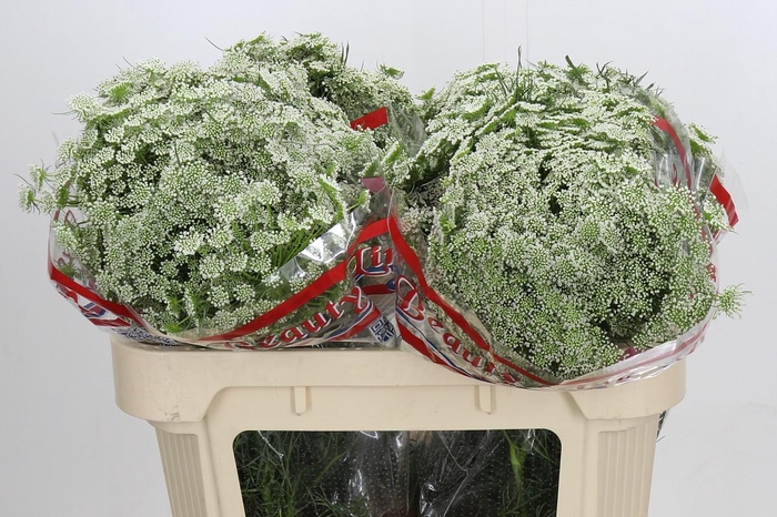 <h4>Ammi Visnaga Casablanca</h4>