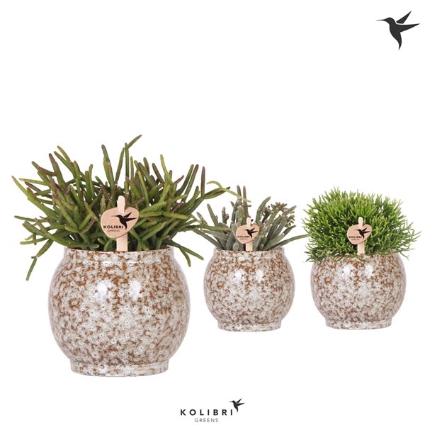 <h4>Kolibri Greens Rhipsalis mix in Safari pot</h4>