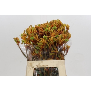 Anigozanthos Flavidus Bush Tango