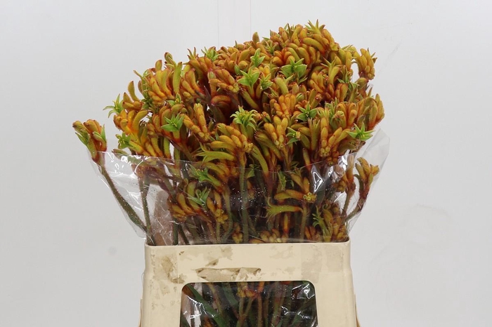 <h4>Anigozanthos Flavidus Bush Tango</h4>