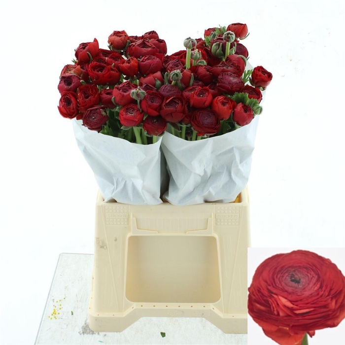 <h4>RAN SU TANGO</h4>