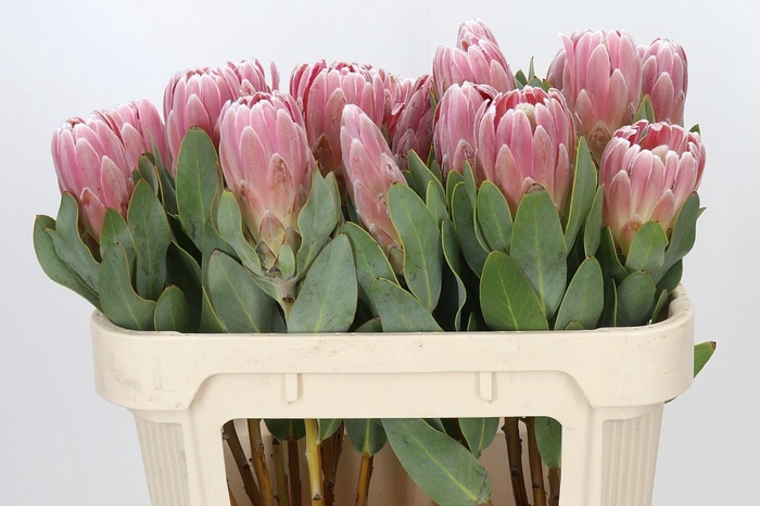 <h4>Protea Penny Pink</h4>