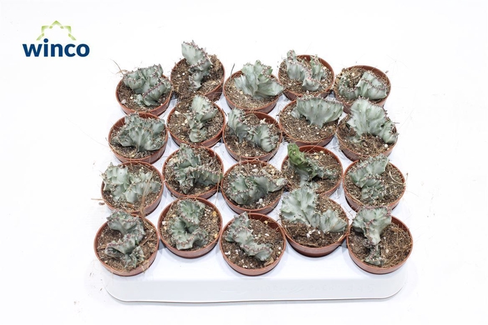 <h4>Euphorbia Lactea Variagata Cristata</h4>