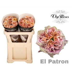 R GR EL PATRON x20