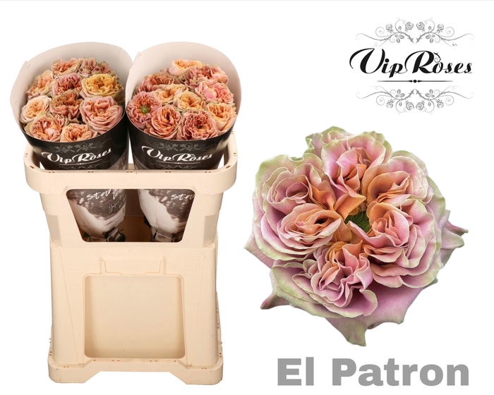 <h4>R GR EL PATRON x20</h4>