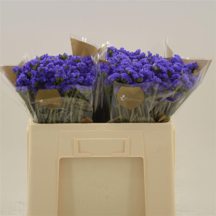 <h4>Statice Pippa Wings</h4>