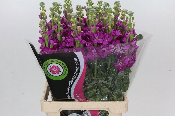 <h4>MATTH IRON ROSE</h4>