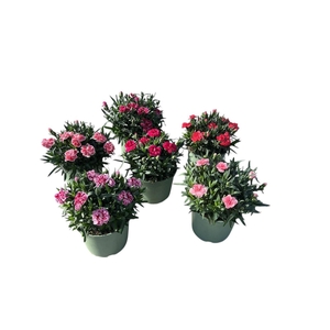 Dianthus caryophyllus