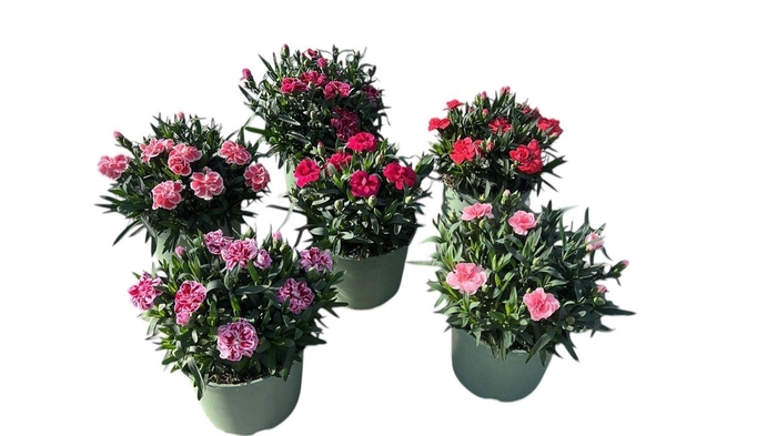 Dianthus caryophyllus