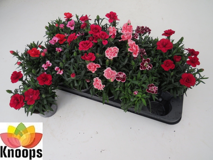 <h4>DIAN OSC GEM</h4>