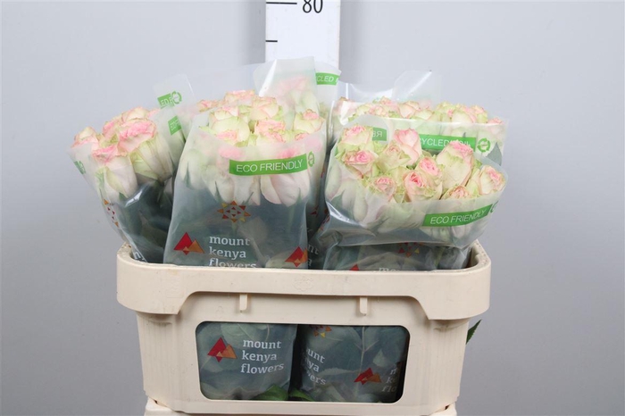 <h4>R Gr Esperance</h4>