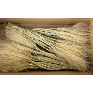 DF Stypha 60cm Bs Naturel