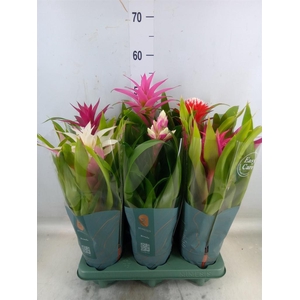 Bromelia   ...mix