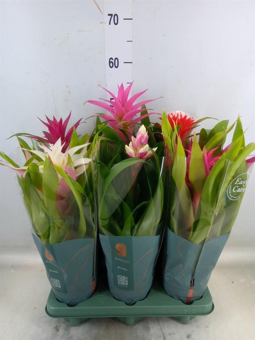 <h4>Bromelia   ...mix</h4>