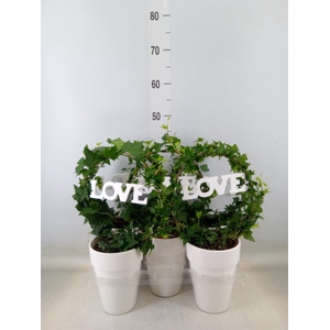 Hedera   ...green leafed