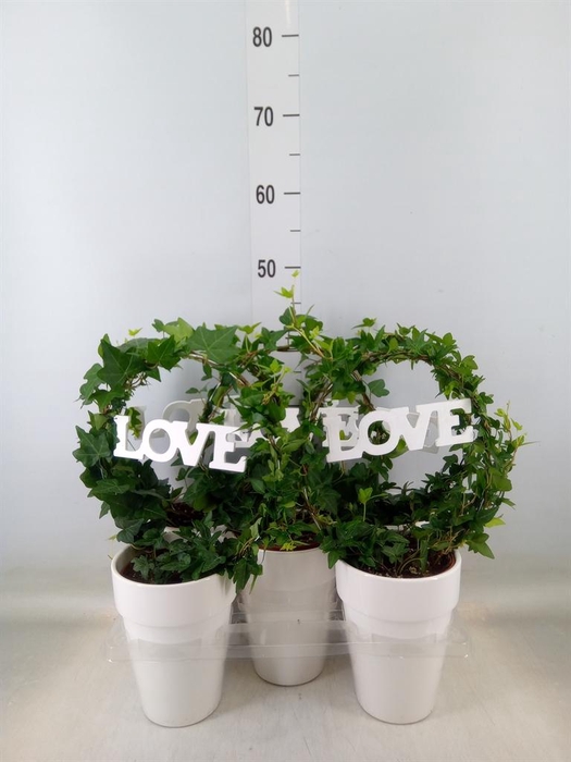 <h4>Hedera   ...green leafed</h4>