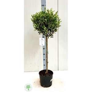 OLEA EUROPAEA