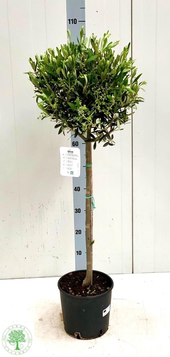 <h4>OLEA EUROPAEA</h4>