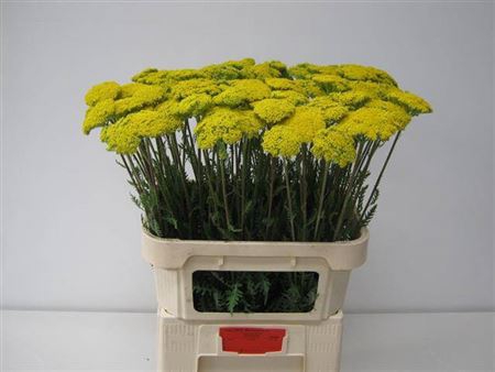 <h4>Achil F Park Variety</h4>
