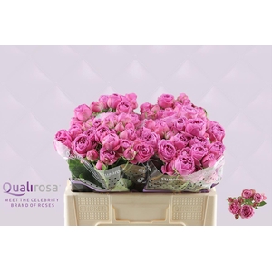 Rosa TR 'Misty Bubbles'