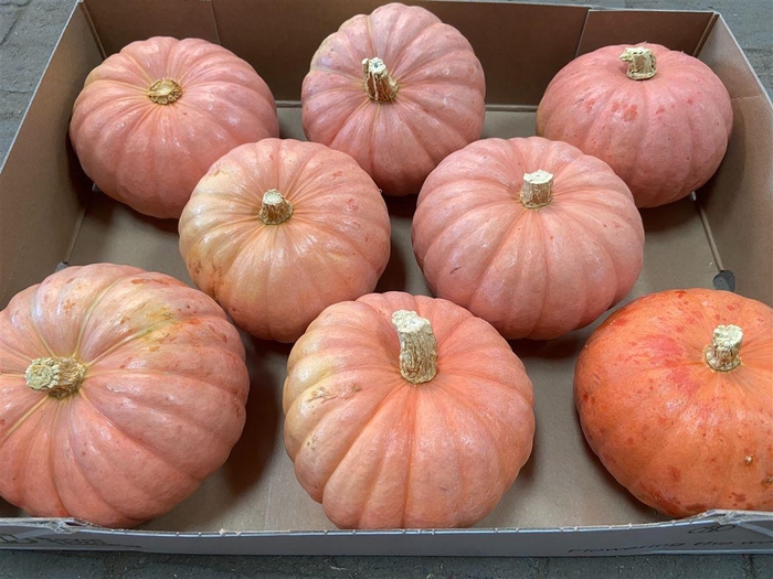 <h4>. Cucurbita Ov</h4>