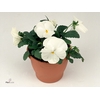 Viola wr. 'Delta Pure White'