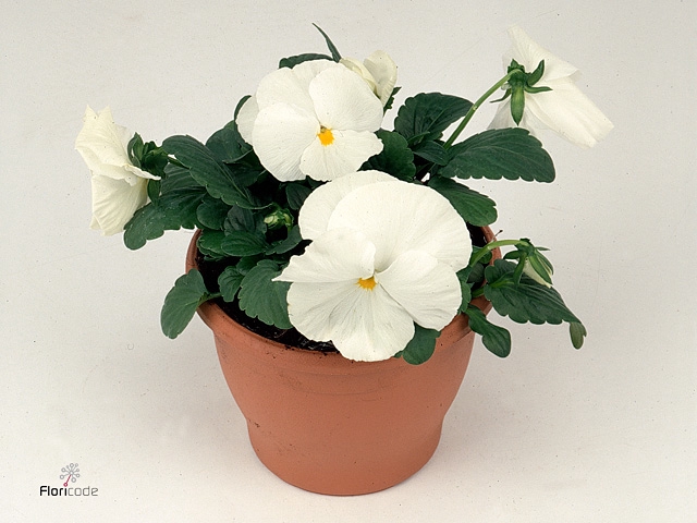 Viola wr. 'Delta Pure White'