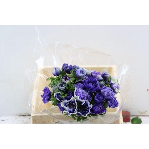 Anem Full Star Pastel Blue