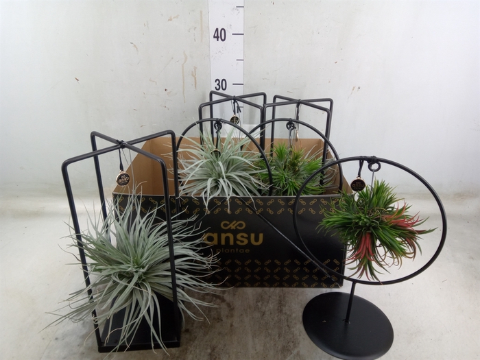 <h4>Tillandsia</h4>