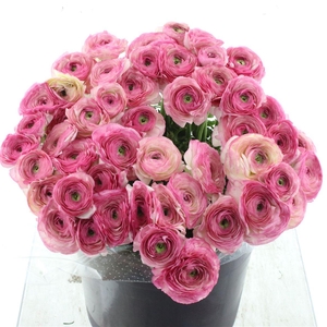 Ran Su Sr Felicidade Super