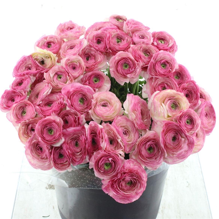 <h4>Ran Su Sr Felicidade Super</h4>