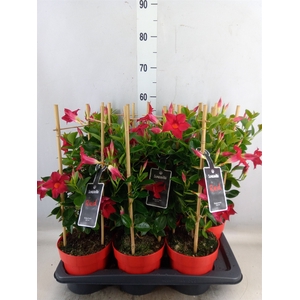 Mandevilla  'Sundavil Red'