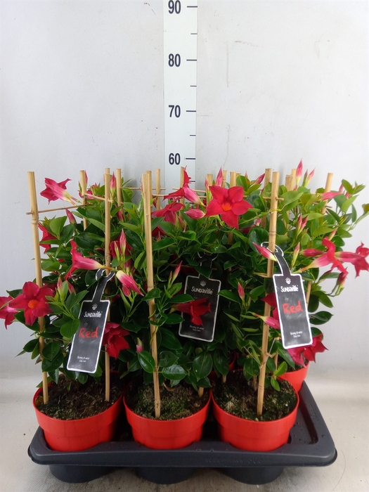 <h4>Mandevilla  'Sundavil Red'</h4>