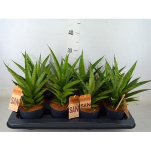 Sansevieria cyl.  ...