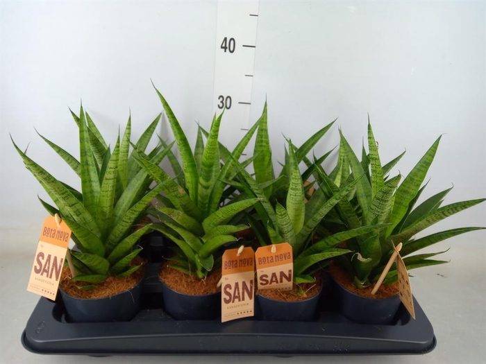 <h4>Sansevieria cyl.  ...</h4>