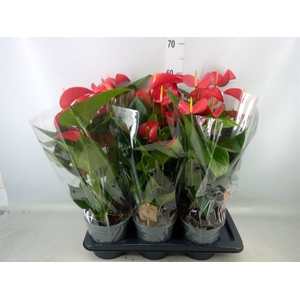 Anthurium andr. 'Red Bull'