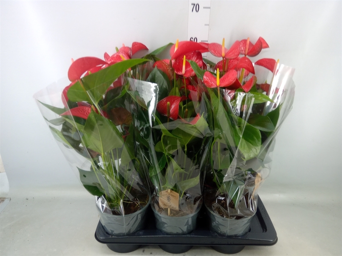 <h4>Anthurium andr. 'Red Bull'</h4>