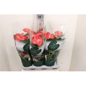 Anthurium (Andreanum Grp) Idaho