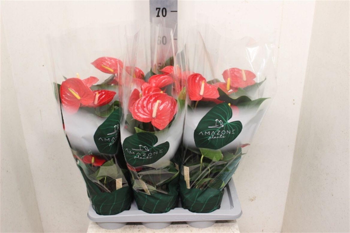 <h4>Anthurium (Andreanum Grp) Idaho</h4>