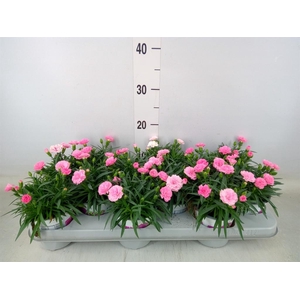 Dianthus  'I Love U'