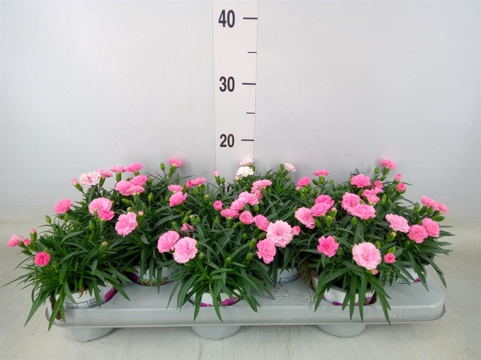 <h4>Dianthus 'I Love U'</h4>