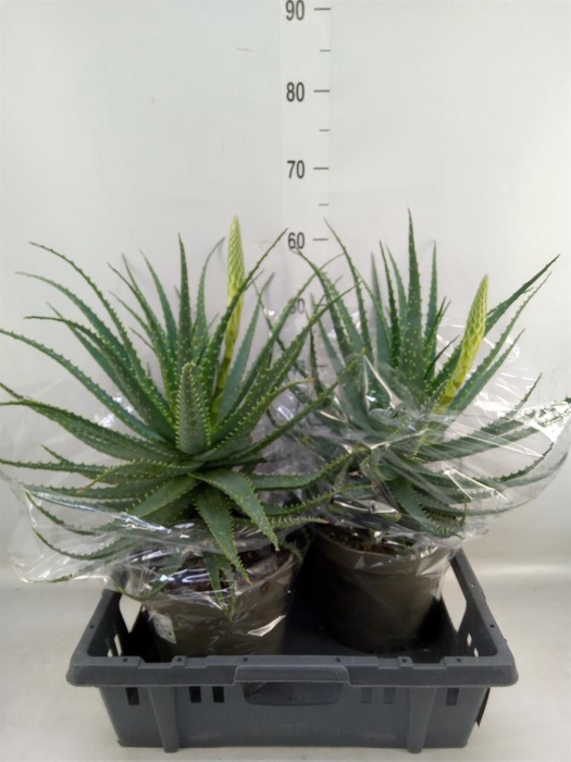 <h4>Aloe arborescens</h4>