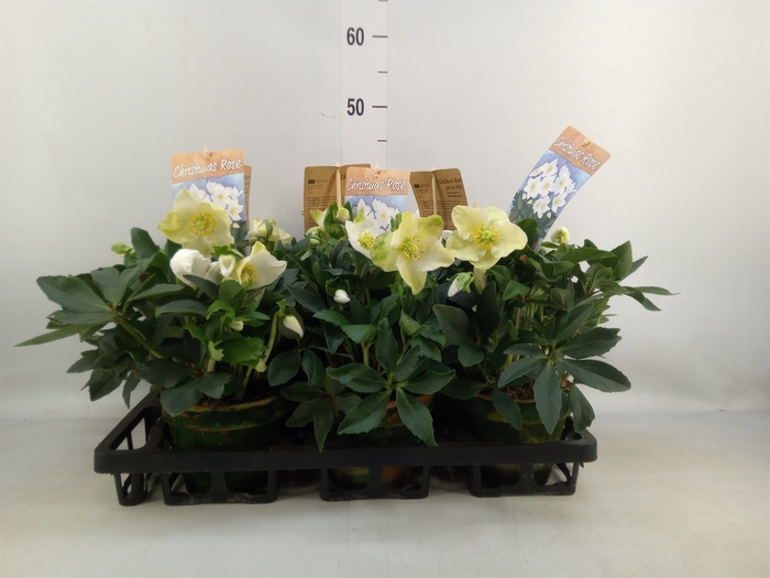 <h4>Helleborus niger 'Diva'</h4>