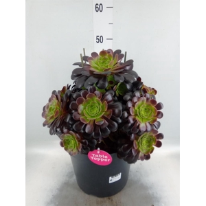 Aeonium arboreum 'Velours'