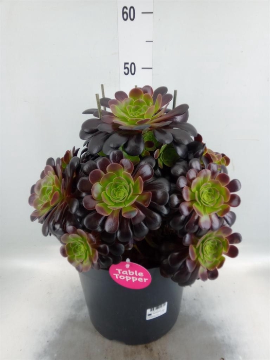 <h4>Aeonium arboreum 'Velours'</h4>