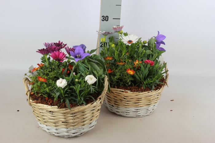 <h4>ARR TUINPLANTEN</h4>