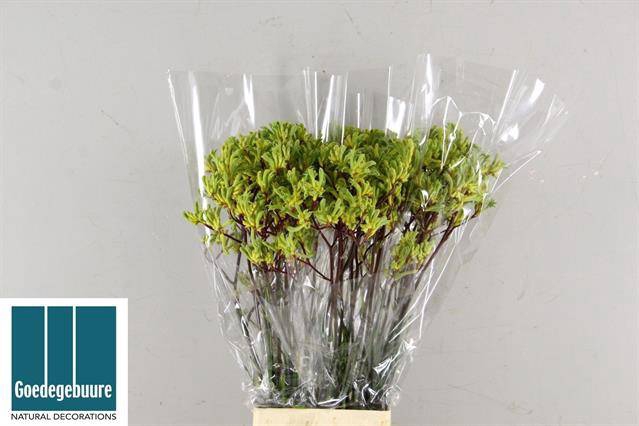 <h4>ANIGOZ EMMA 80CM</h4>