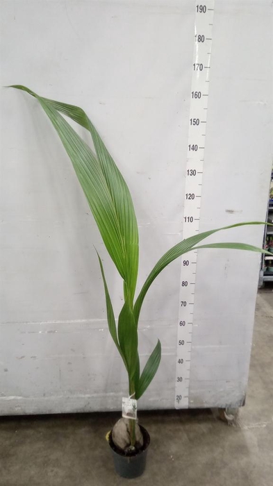 <h4>Cocos nucifera</h4>